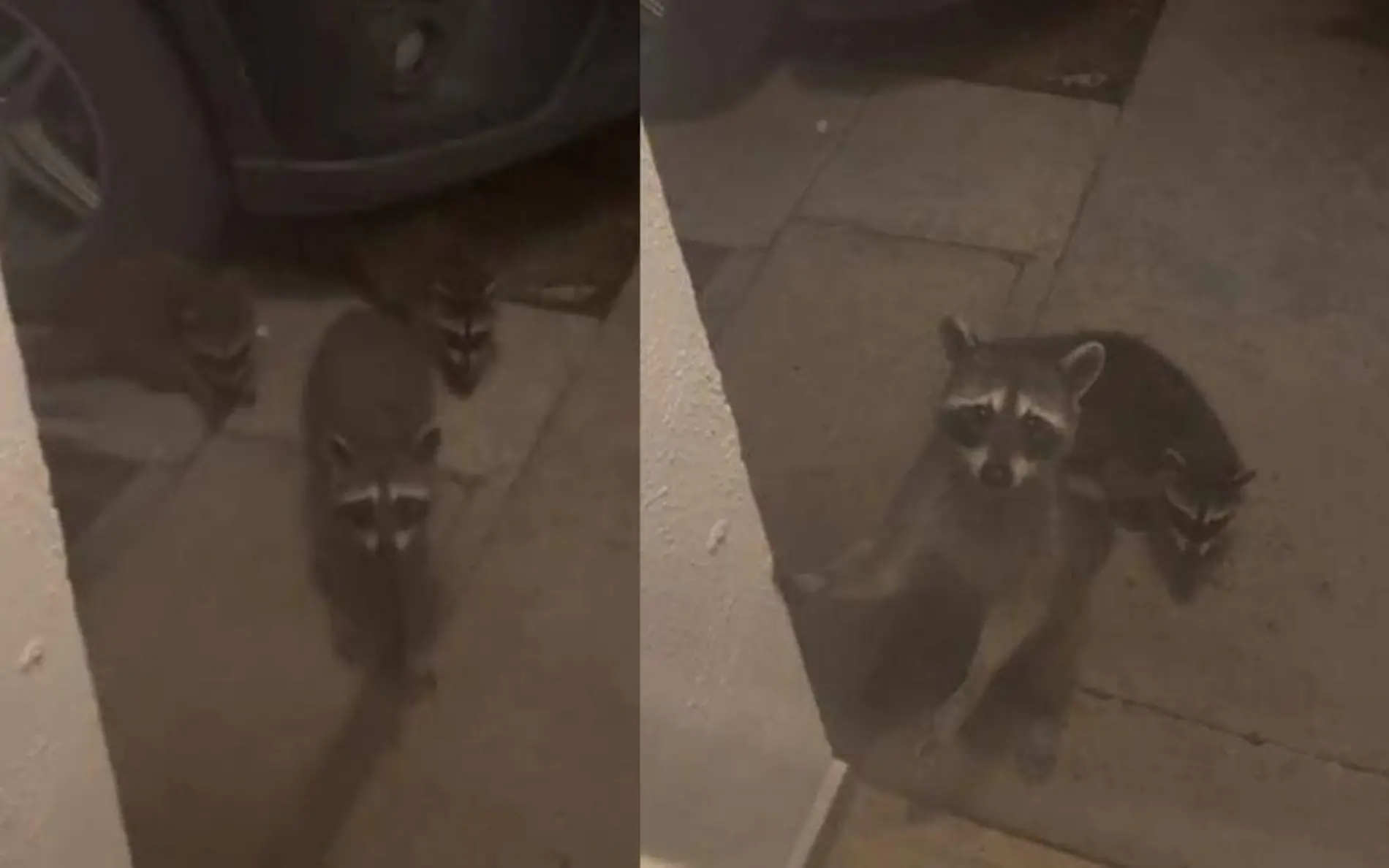 Una familia de mapaches visitó un hogar de Tampico, al parecer llegaron en busca de comida Captura de pantalla TikTok